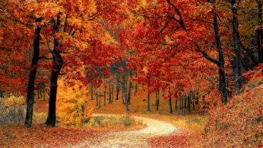 pathway with fall trees on both sides