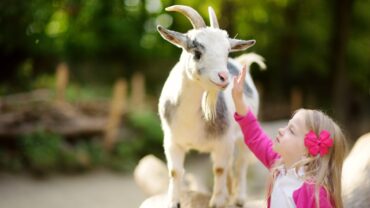 child goat petting zoo