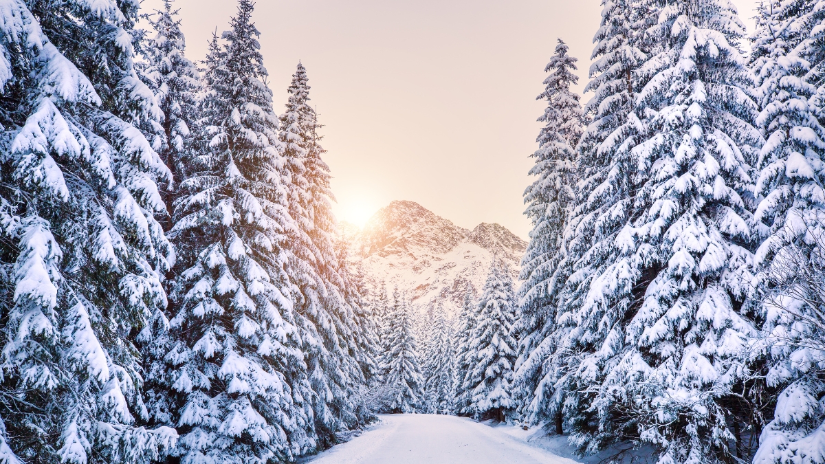 winter trees