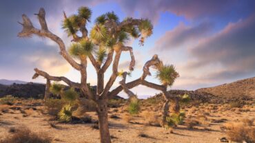 Joshua Tree desert