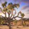 Joshua Tree desert