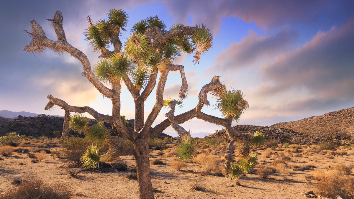 Joshua Tree desert